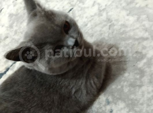 British Shorthair Cins Kedimizin Yeni Sahibini Arıyoruz