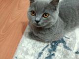 British Shorthair Cins Kedimizin Yeni Sahibini Arıyoruz