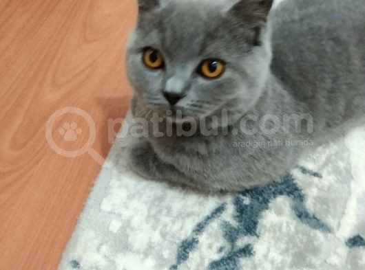 British Shorthair Cins Kedimizin Yeni Sahibini Arıyoruz görsel