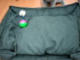 British Shorthair Cins Kedimizin Yeni Sahibini Arıyoruz