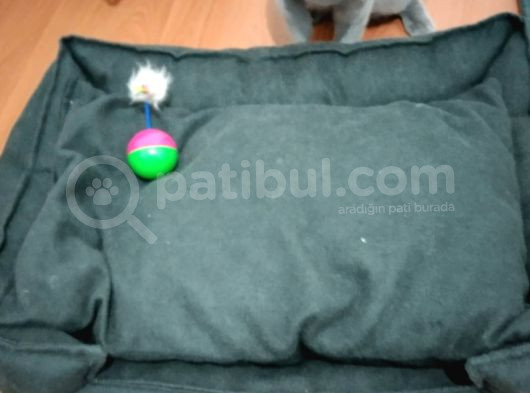 British Shorthair Cins Kedimizin Yeni Sahibini Arıyoruz görsel