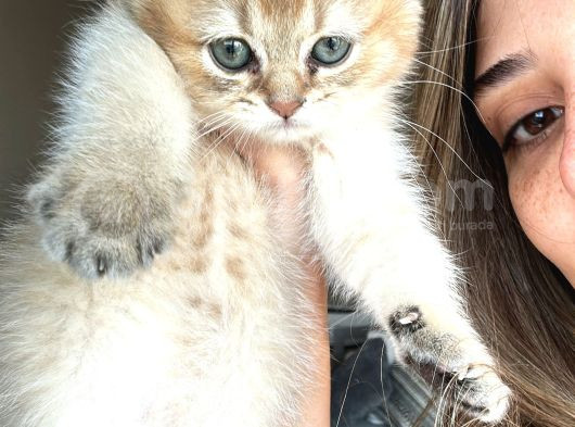 Mükemmel Golden Shorthair Yavru görsel