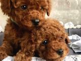 Kore Kan Teacup red Brown Toy Poodle Ev neşesi