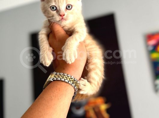 Safkan Evraklı Eğitimli Scottish Fold Yavruları görsel