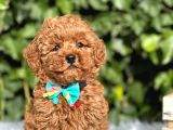 Kıpkırmızı Red Tooy Poodle Sevimli Yavrular 