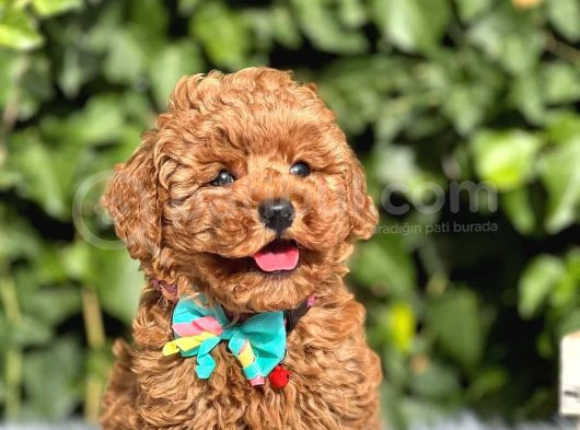 Kıpkırmızı Red Tooy Poodle Sevimli Yavrular 