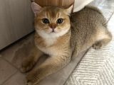 Şecereli Safkan Golden British Shorthair
