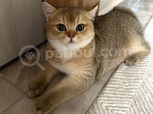 Şecereli Safkan Golden British Shorthair görsel