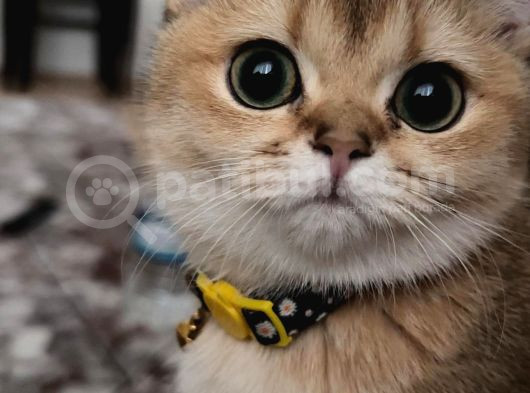 Şecereli Safkan Golden British Shorthair