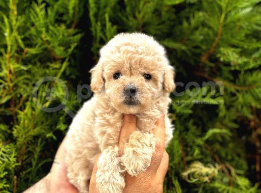 Güzel Yüzlü Maltipoo Bebeklerimiz görsel