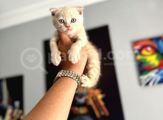 Safkan Evraklı Eğitimli Scottish Fold Yavruları görsel