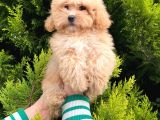 Anne Maltipo Baba Poodle Yavrularımız Kilo Garantili