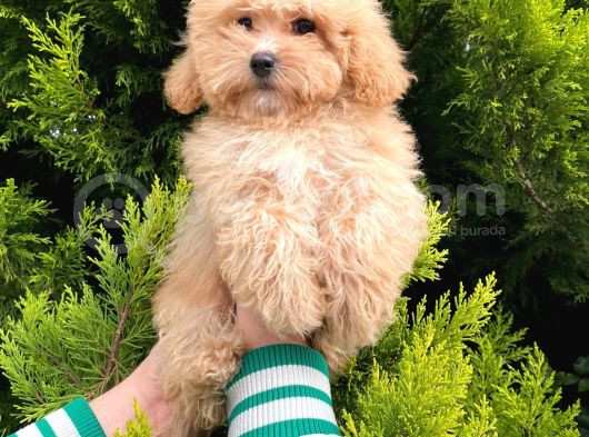 Anne Maltipo Baba Poodle Yavrularımız Kilo Garantili görsel