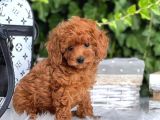 Red braw kıpkırmızı ev üretimi TOOY POODLE 