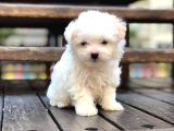 Maltesse Terrier Cinsi Mini Boy Puppy Kar Beyaz 