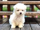 Maltesse terrier cinsi mini Boy Puppy Kar beyaz 