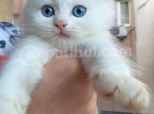 Mükemmel Güzelli̇kte Bri̇ti̇sh Short Hair Yavrular