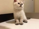 Mükemmel Güzelli̇kte Bri̇ti̇sh Short Hair Yavrular
