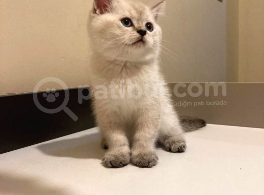 Mükemmel Güzelli̇kte Bri̇ti̇sh Short Hair Yavrular görsel