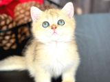 A kalite BRİTİSH SHORTHAİR GOLDEN  yavrular
