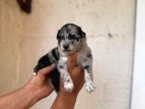 Dünyanın En Zeki Irkı Merle Border Collie Yavrularımız