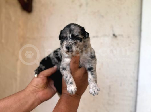 Dünyanın En Zeki Irkı Merle Border Collie Yavrularımız görsel