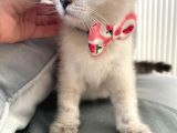 Mükemmel Güzelli̇kte Bri̇ti̇sh Short Hair Yavrular