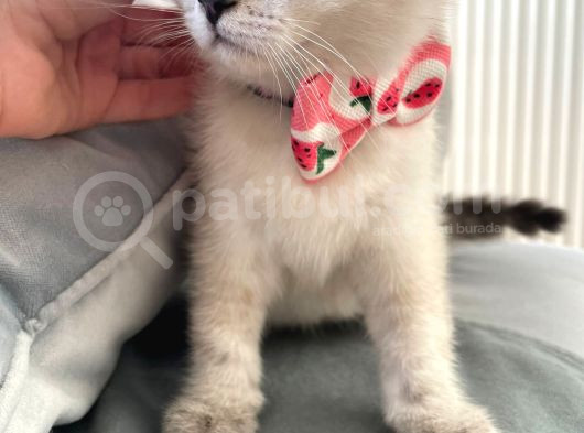 Mükemmel Güzelli̇kte Bri̇ti̇sh Short Hair Yavrular görsel