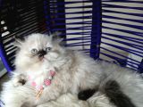 British Longhair Chocolate Point Yavrular