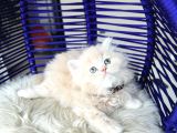 British Longhair Krem Rengi Yavrumuz