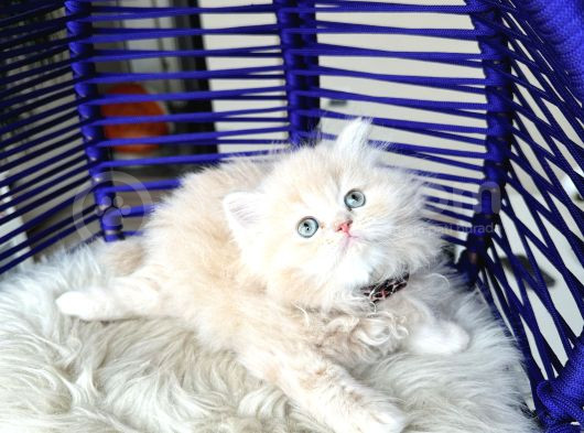 British Longhair Krem Rengi Yavrumuz