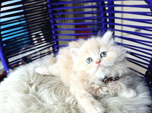 British Longhair Krem Rengi Yavrumuz görsel