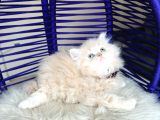 British Longhair Krem Rengi Yavrumuz