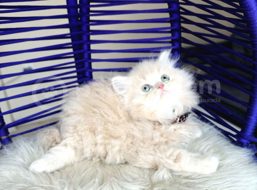 British Longhair Krem Rengi Yavrumuz görsel