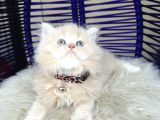British Longhair Krem Rengi Yavrumuz