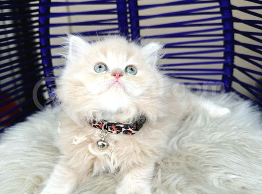 British Longhair Krem Rengi Yavrumuz görsel