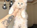 British Longhair Krem Rengi Yavrumuz