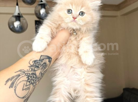 British Longhair Krem Rengi Yavrumuz görsel
