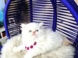 British Longhair Red Point Yavrular