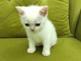 British shorthair REDPOİNT ERKEK