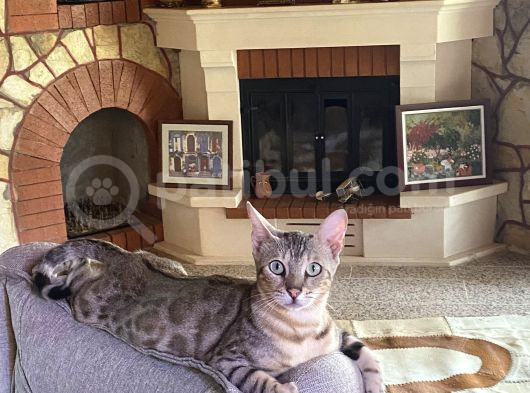3 Aylık Snow Bengal