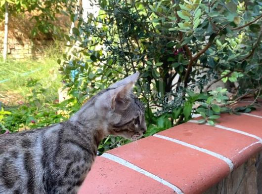 3 Aylık Snow Bengal görsel