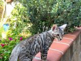 3 Aylık Snow Bengal