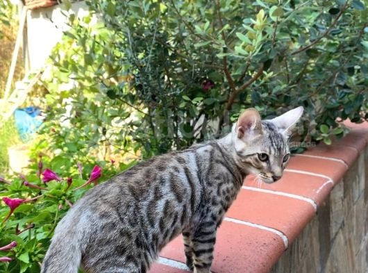 3 Aylık Snow Bengal görsel