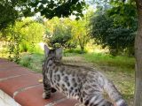 3 Aylık Snow Bengal