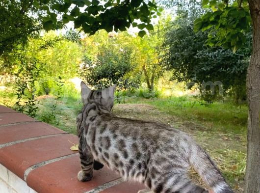 3 Aylık Snow Bengal görsel
