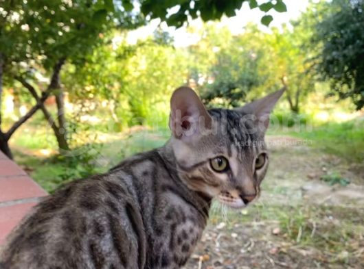 3 Aylık Snow Bengal görsel