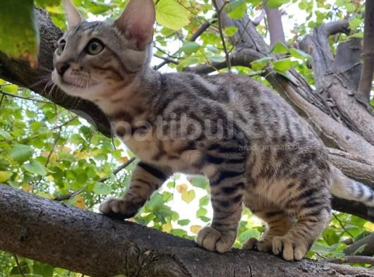 3 Aylık Snow Bengal görsel