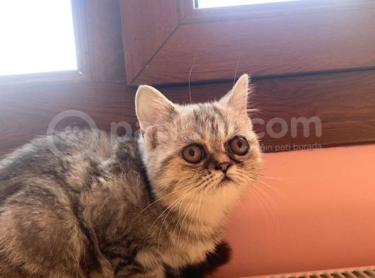 2 Aylık Exotic Dişi