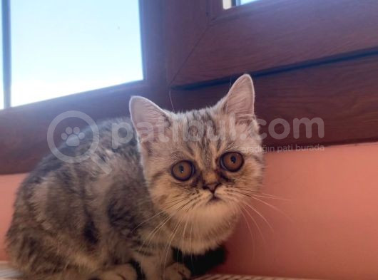 2 Aylık Exotic Dişi görsel
